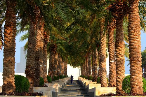 palm  trees  in a row