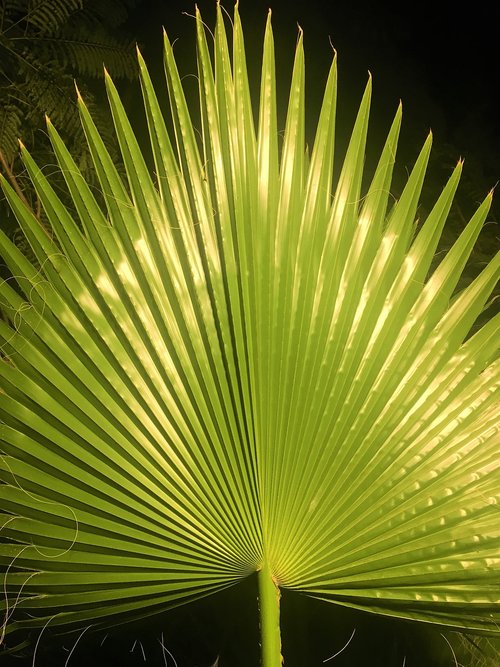 palm  branch  leaves