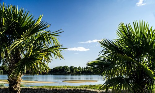 palm  summer  garden