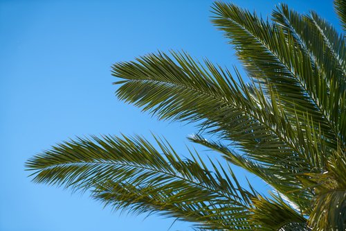 palm  tree  palm tree