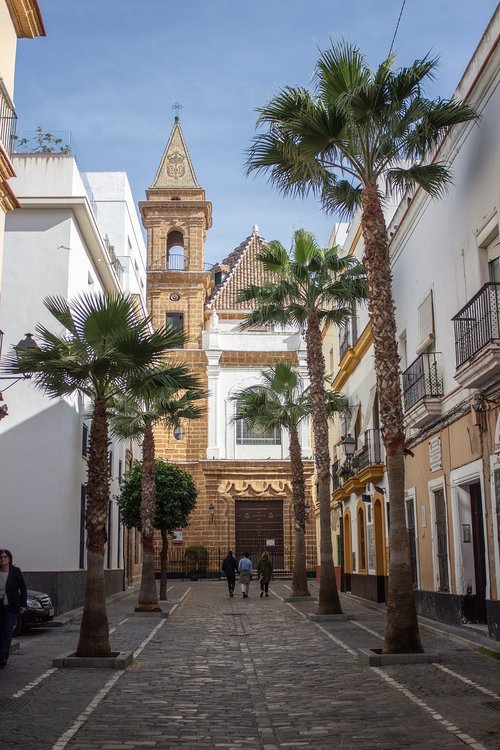 palm  cadiz  palms