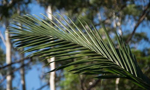 palm  bangalow palm  frond