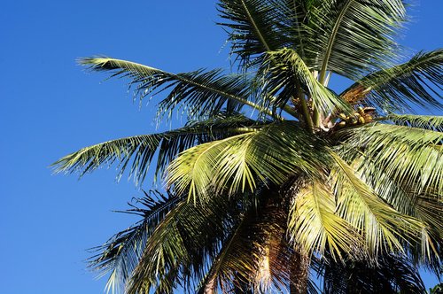 palm  blue  caribbean