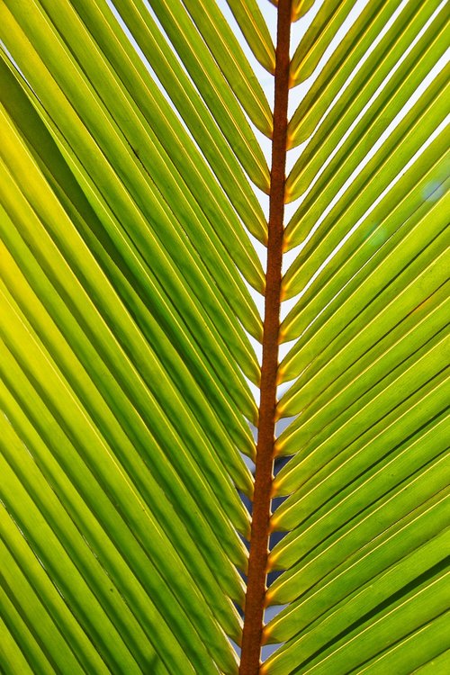 palm  green  tropical