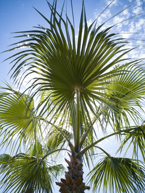 palm  tree  leaves