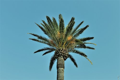 palm  nature  blue sky