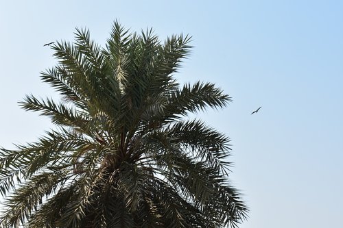 palm  palm tree  beach