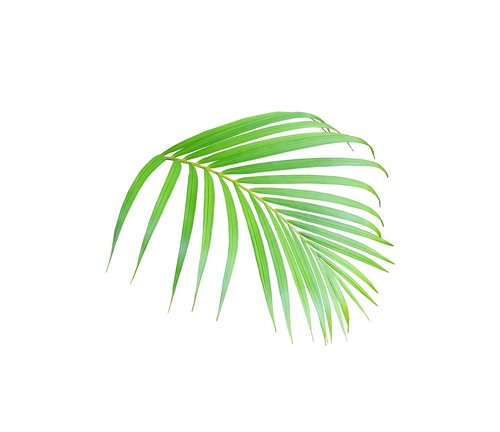 palm  leaf  tropical
