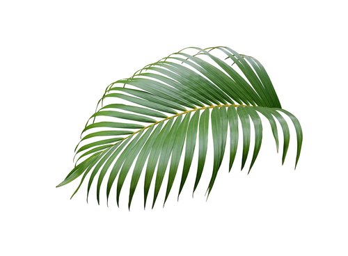 palm  leaf  tropical