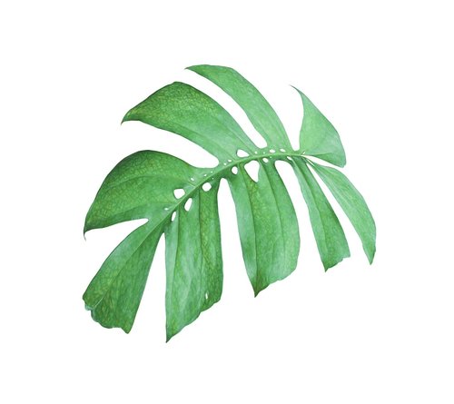 palm  leaf  green
