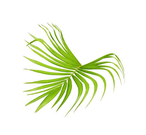 palm  leaf  green