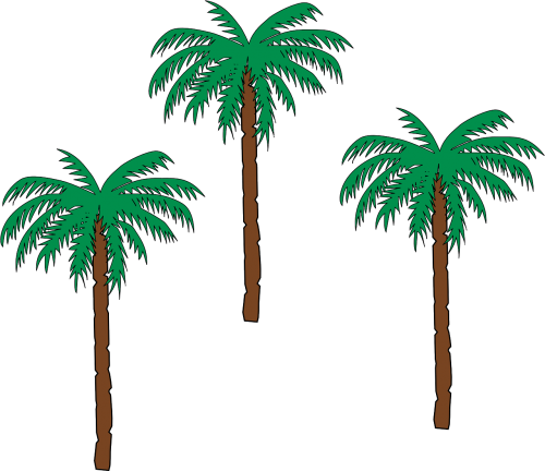palm trees date palm