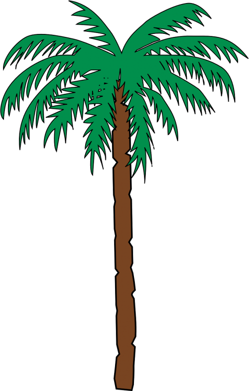 palm tree date