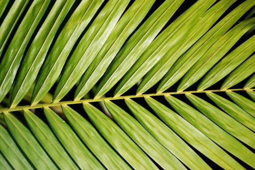 palm plant foliage