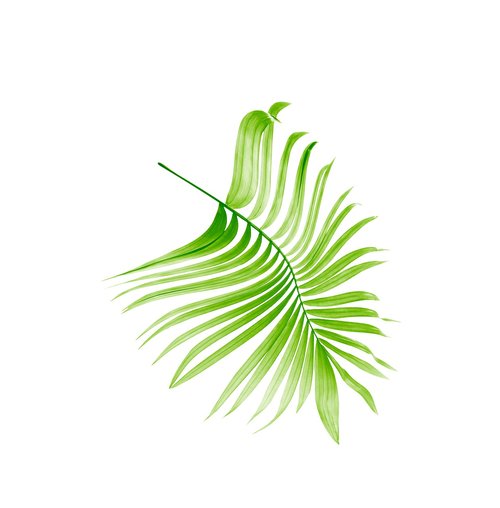 palm  leaf  leaves