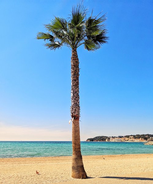 palm  beach  sea