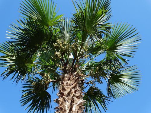palm sky blue nature