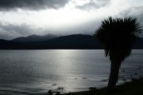 palm silhouette lake