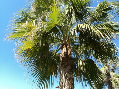 palm turkey antalya