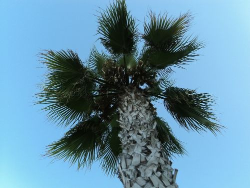 palm tree turkey