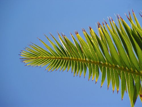 palm sheet sky