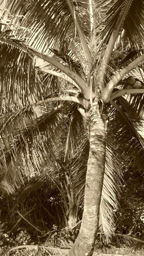 palm coconut husk