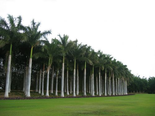 palm tree forest