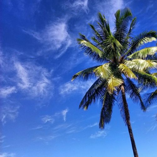 palm island tropical