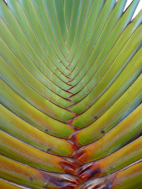 palm fan palm plant