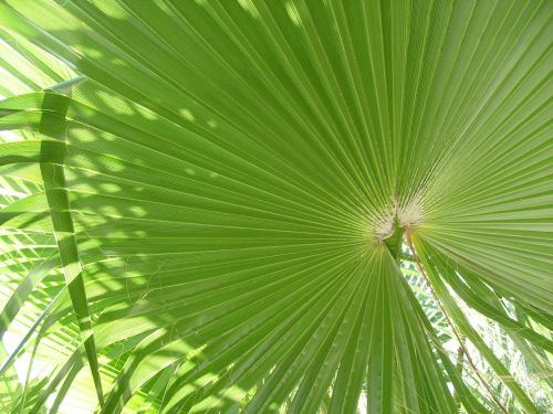 palm green tropical