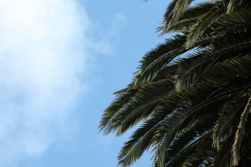 palm tree sky