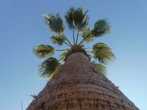 palm tribe sky