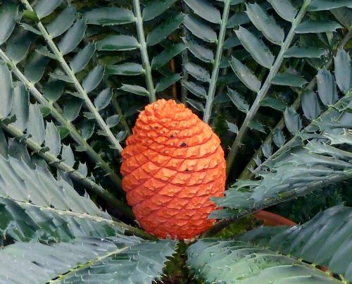 palm tree fruit