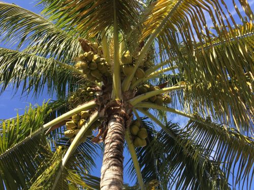 palm florida tree