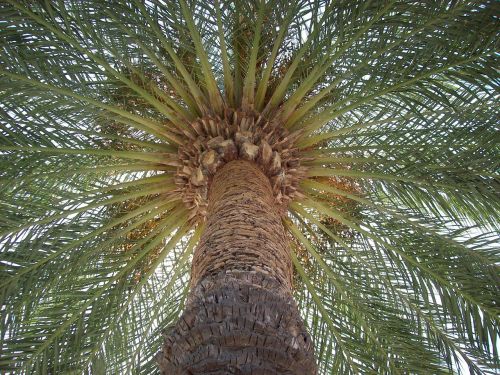 palm sun tree
