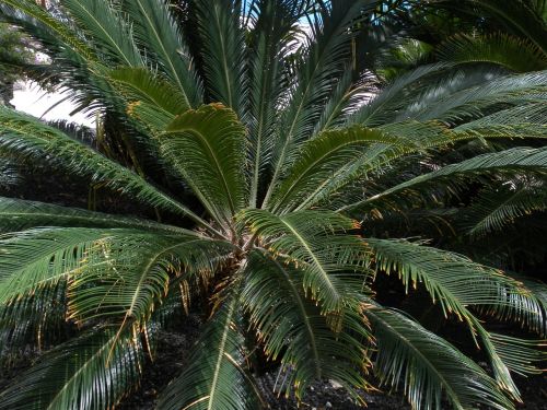 palm green plant