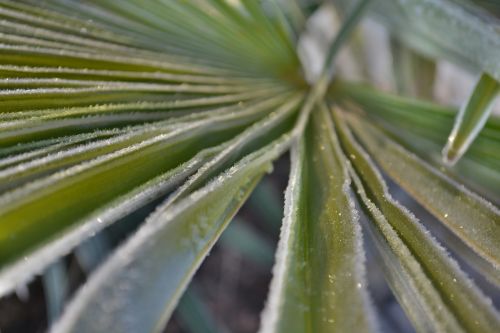 palm frost winter