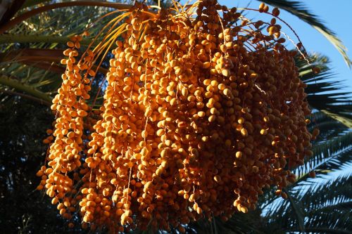 palm dates datlová palma