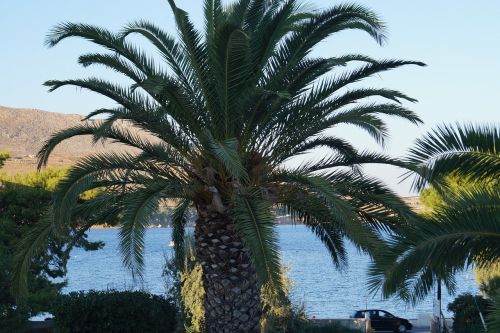 palm datlová palma sea