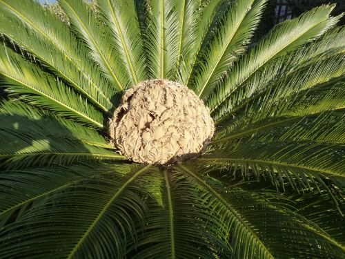 palm fruit palm fruit