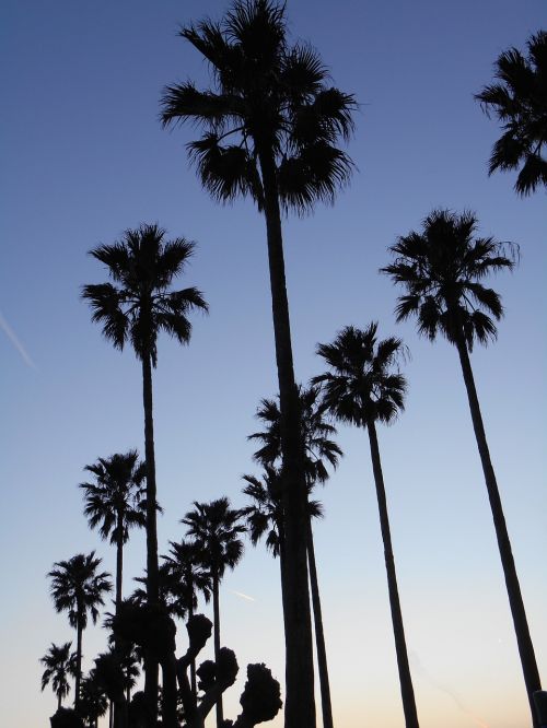 palm at dusk twilight