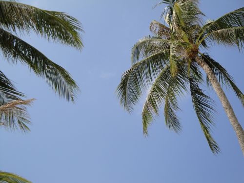 palm beach tree
