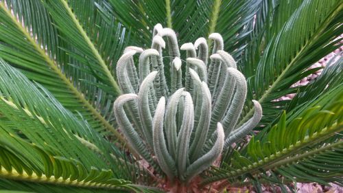 palm palm tree nature