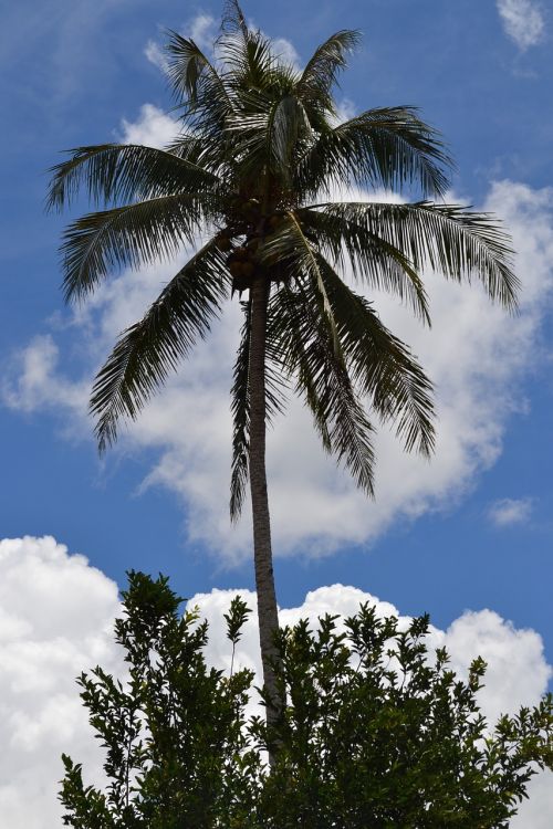 palm tree summer