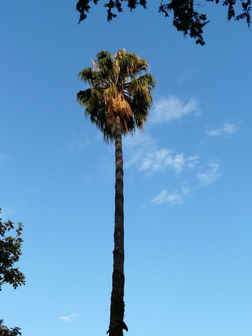 palm tree log