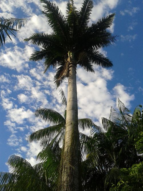 palm sky brazil