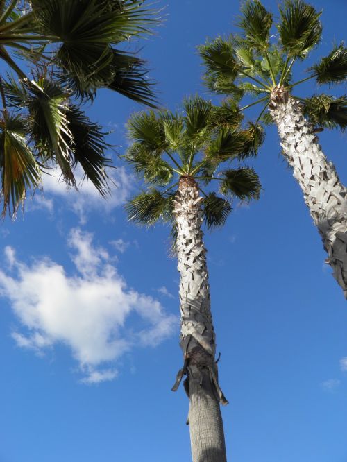 palm portugal palm trees