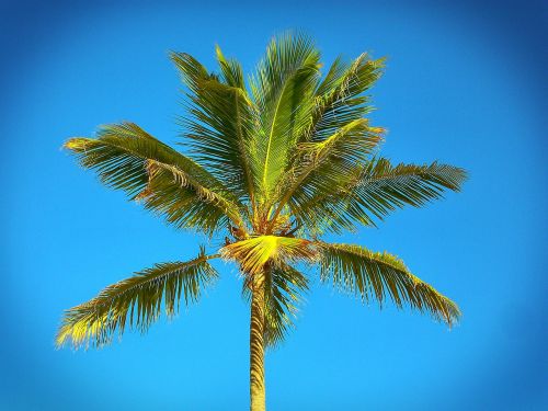 palm caribbean beach