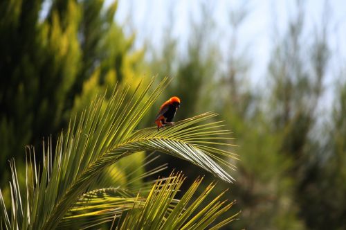 palm bird south africa