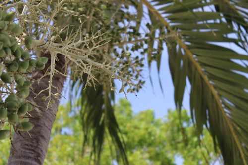 palm tree tropical